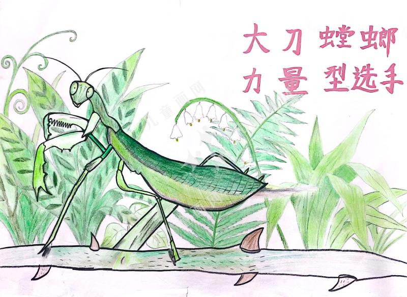 大刀螳螂