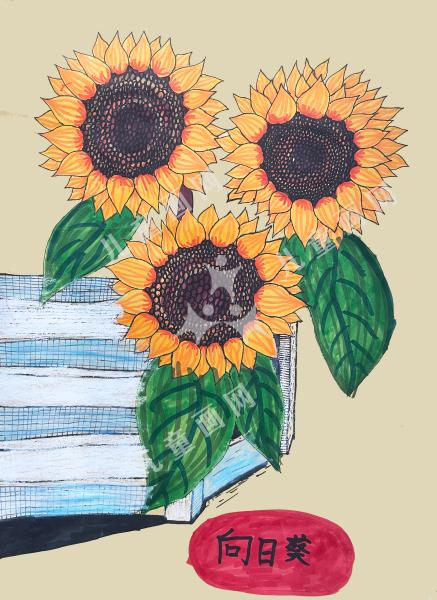 向日葵