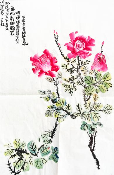 牡丹写生