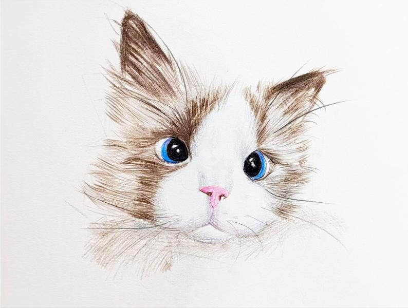 布偶猫