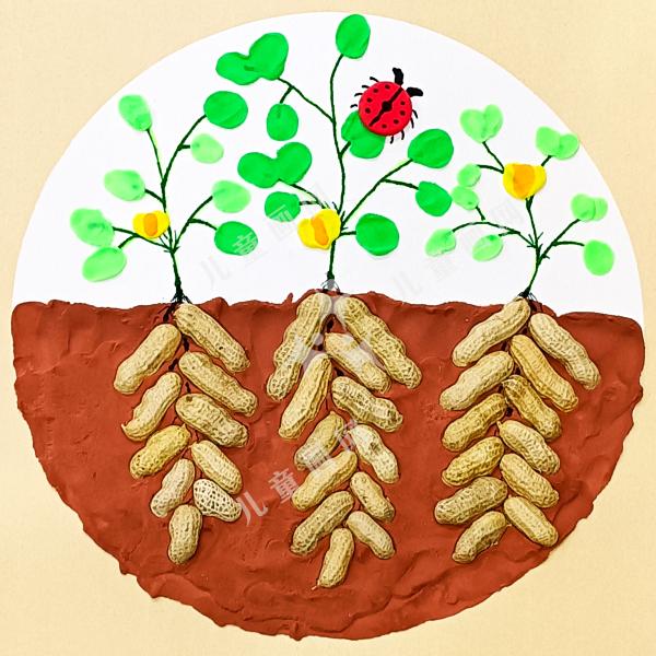 丰收的花生