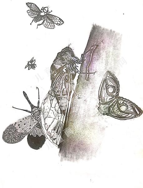 蝉